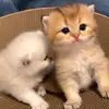 ❤️ Эмодзи «Kittens #kittens» для Telegram