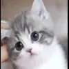 Эмодзи Kittens #kittens для Telegram — скачать
