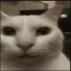 😱 Эмодзи «Kittens #kittens» для Telegram