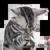 🚬 Эмодзи «Kittens #kittens» для Telegram