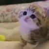 👀 Эмодзи «Kittens #kittens» для Telegram