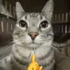 🌟 Эмодзи «Kittens #kittens» для Telegram