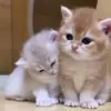 ❤️ Эмодзи «Kittens #kittens» для Telegram