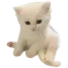 🐱 Эмодзи «Kittens #kittens» для Telegram