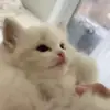 💋 Эмодзи «Kittens #kittens» для Telegram