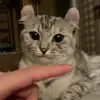 😡 Эмодзи «Kittens #kittens» для Telegram