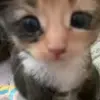 😞 Эмодзи «Kittens #kittens» для Telegram