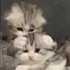 🐈‍⬛ Эмодзи «Kittens #kittens» для Telegram