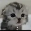 😦 Эмодзи «Kittens #kittens» для Telegram
