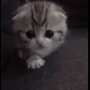 🤩 Эмодзи «Kittens #kittens» для Telegram