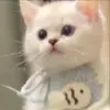❤️ Эмодзи «Kittens #kittens» для Telegram