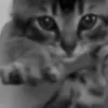 🙋 Эмодзи «Kittens #kittens» для Telegram