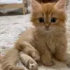 🐾 Эмодзи «Kittens #kittens» для Telegram