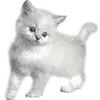 🐈 Эмодзи «Kittens #kittens» для Telegram