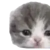 🌟 Эмодзи «Kittens #kittens» для Telegram