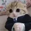 🤠 Эмодзи «Kittens #kittens» для Telegram