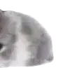 🌟 Эмодзи «Kittens #kittens» для Telegram