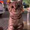 🐾 Эмодзи «Kittens #kittens» для Telegram