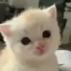 😕 Эмодзи «Kittens #kittens» для Telegram