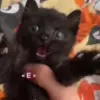 🌟 Эмодзи «Kittens #kittens» для Telegram