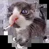 🚬 Эмодзи «Kittens #kittens» для Telegram