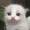 🌟 Эмодзи «Kittens #kittens» для Telegram