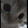 🤩 Эмодзи «Kittens #kittens» для Telegram