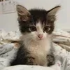 🌟 Эмодзи «Kittens #kittens» для Telegram