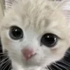 😼 Эмодзи «Kittens #kittens» для Telegram
