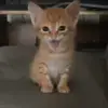 🐈‍⬛ Эмодзи «Kittens #kittens» для Telegram