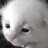 🌟 Эмодзи «Kittens #kittens» для Telegram