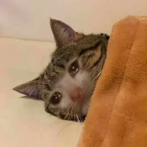 🥺 Стикер «Hagh Pack Cat» для Telegram