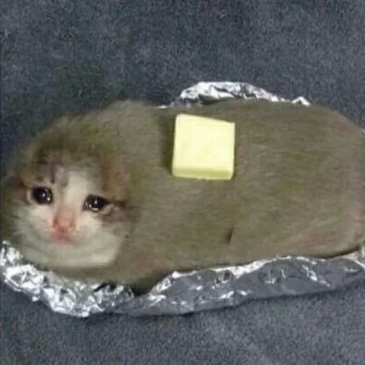 🥺 Стикер «Hagh Pack Cat» для Telegram