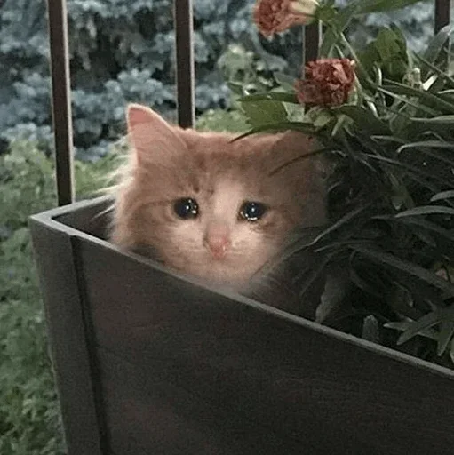 🥺 Стикер «Hagh Pack Cat» для Telegram