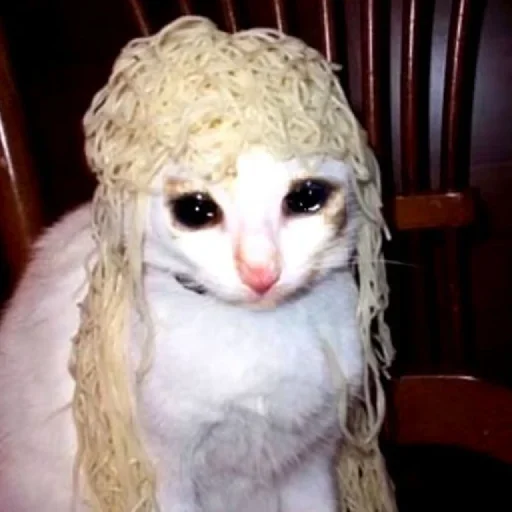🥺 Стикер «Hagh Pack Cat» для Telegram