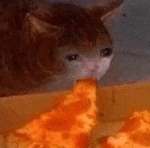 🥺 Стикер «Hagh Pack Cat» для Telegram