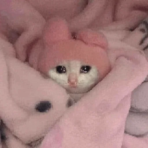 🥺 Стикер «Hagh Pack Cat» для Telegram