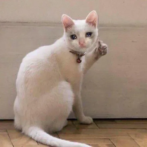 🥺 Стикер «Hagh Pack Cat» для Telegram