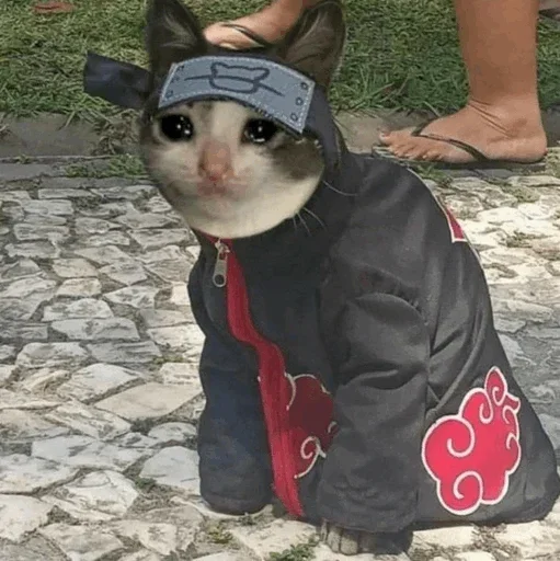 🥺 Стикер «Hagh Pack Cat» для Telegram