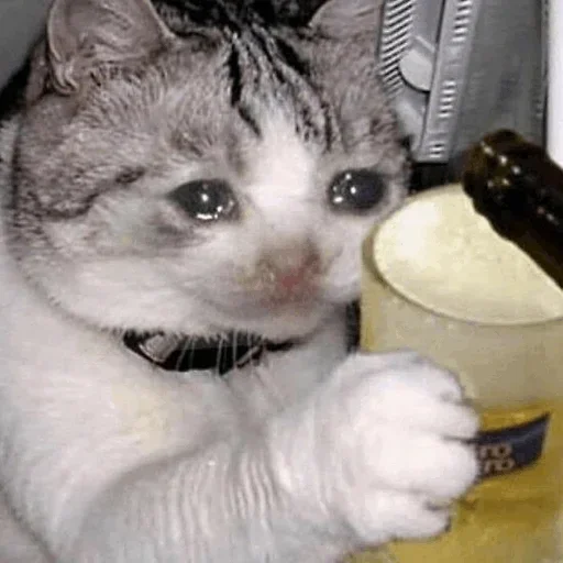 🥺 Стикер «Hagh Pack Cat» для Telegram