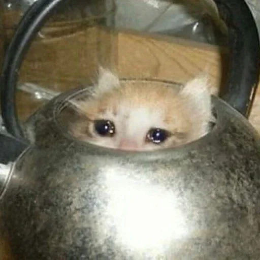 🥺 Стикер «Hagh Pack Cat» для Telegram