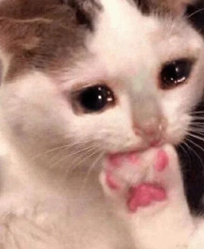 🥺 Стикер «Hagh Pack Cat» для Telegram