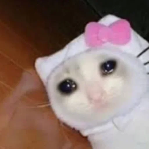 🥺 Стикер «Hagh Pack Cat» для Telegram