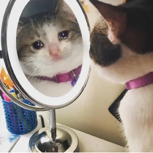 🥺 Стикер «Hagh Pack Cat» для Telegram