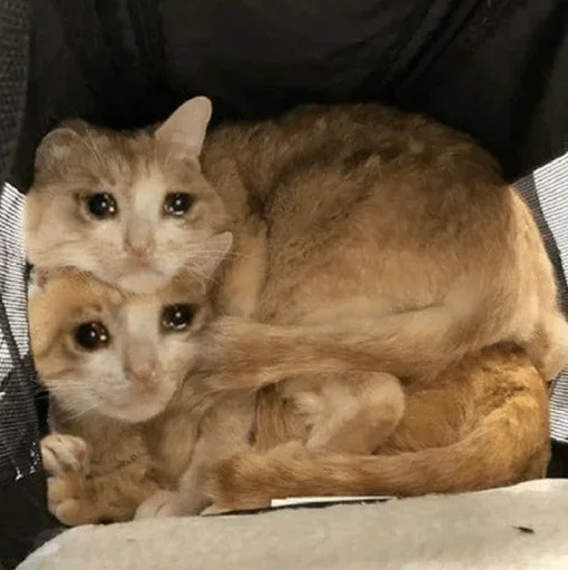 🥺 Стикер «Hagh Pack Cat» для Telegram