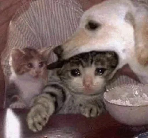 🥺 Стикер «Hagh Pack Cat» для Telegram