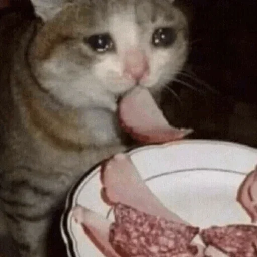 🥺 Стикер «Hagh Pack Cat» для Telegram