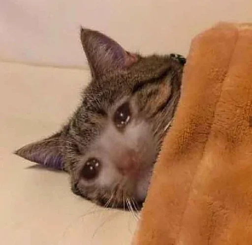 🥺 Стикер «Hagh Pack Cat» для Telegram