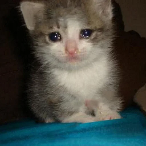 🥺 Стикер «Hagh Pack Cat» для Telegram