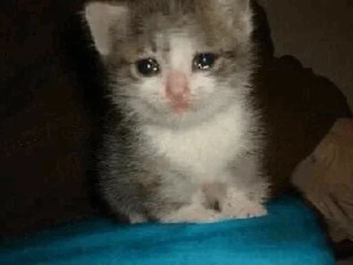 🥺 Стикер «Hagh Pack Cat» для Telegram